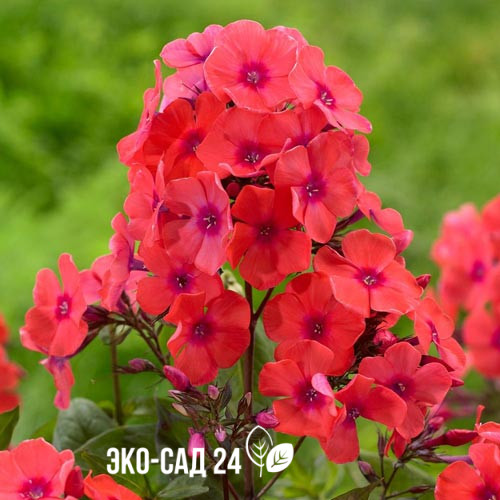 Флокс метельчатый Оранж Перфекшн